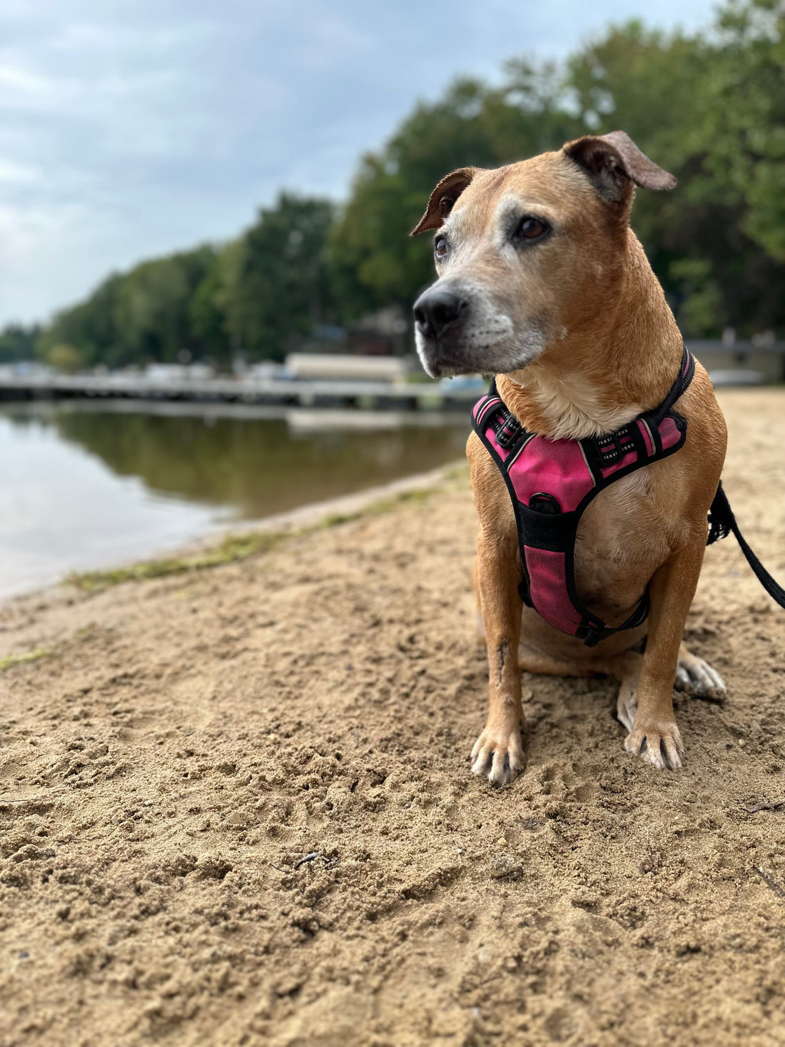 We Hit Our Goal! Thank You for Supporting Our Anti-Cruelty Fundraiser!