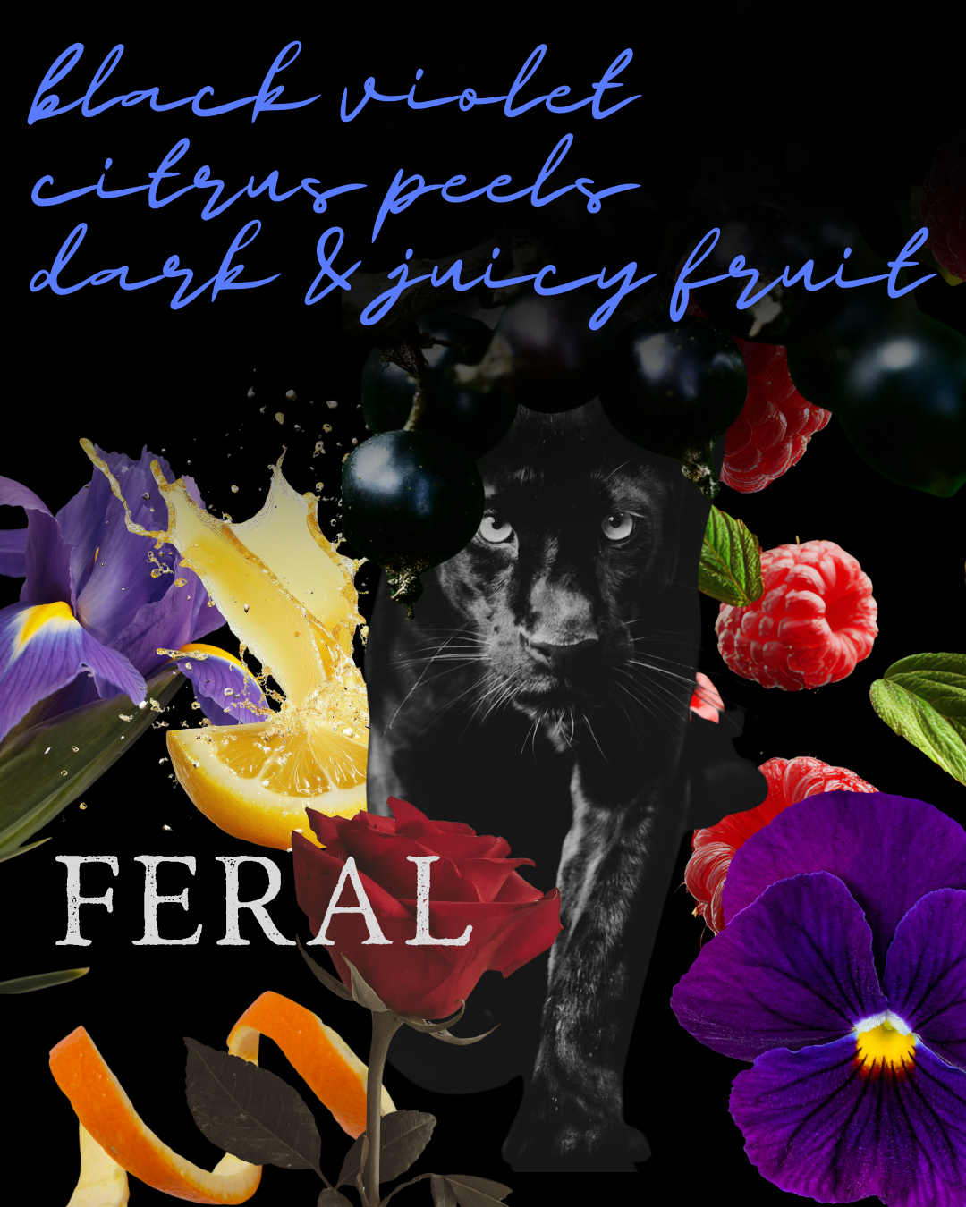 FERAL Discovery Set - Free Shipping