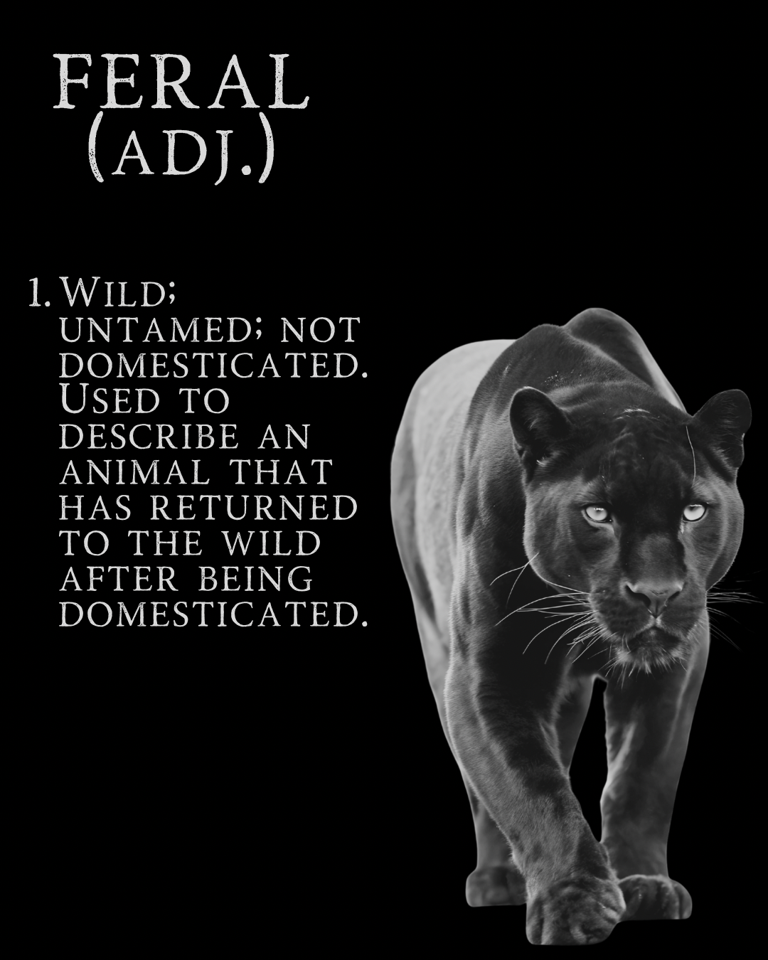 3/13 FERAL Launch Party